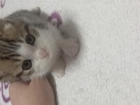 Kedimi Ücretsiz Sahiplendireceğim