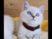 Show kalite maviş point British shorthair bebeğim 