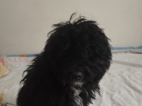 Toy Poodle Köpeğimiz Ücretlidir