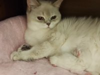 3 Yaşında British Ev Kedisi Acil