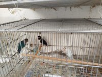 Takım olarak sevda ve cennet papağanları