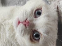 Acil sahiplendirilecek scottish fold canımız