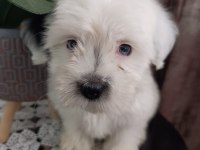 Maltese 5 şivava yavrularımız