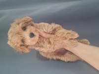Maltipoo dişi erkek