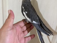 54 GÜNLÜK KUSURSUZ GREY BEBEK SULTAN PAPAĞANI