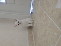British Shorthair Golden Point