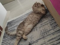 Scottish fold yavrular