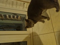 2 yaşındaki british shorthair kızımıza yeni yuva arıyoruz
