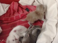 Sevimli british shorthair yavrular