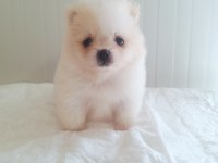 Pomeranian Boo Dişi Erkek Yavrular