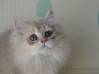 Safkan British Longhair Yavrular