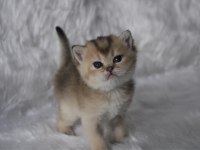 SAFKAN BRITISH SHORTHAIR BEBEKLER