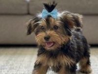 Baldan tatlı yorkshire terrier yavrular