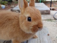 Netherland Dwarf Cüce Tavşan