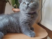 orjinal AYI surat yavrumuz scottish fold
