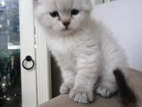 BLUE POİNT ERKEK BRİTİSH SHORTHAİR BEBEKLER