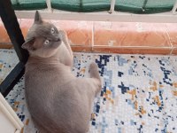 Blue point 1,5 yaşında british shorthair