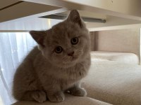 British shorthair dişi erkek yavrularım