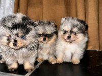 Merle Pomeranian mavi gözlü yavrularımız