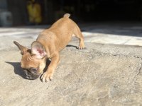 FRENCH BULLDOG BEBEĞİME YENİ YUVA ARIYORUM