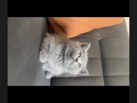 SAGKAN AYI SURAT GRİ YAVRU KEDİLER