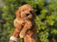 Maltipoo yavrular Teacup bebekleri