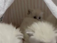 British Longhair Silver Yavrular 50 Günlük