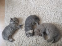 Yeni sütten kesilmiş bebek kediler teslime hazır