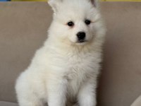 AYİ YAVRUSU BEMBEYAZ SAMOYED A KALİTE IRK