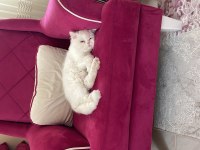 Erkek İran Persian 10 aylık