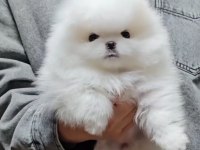 BİRİNCİ SINIF POMERANİAN BOO