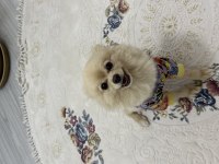 2 yaşında pomeranian dişi hiç doğum yapmadı