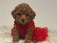 Maltipoo Red Brown