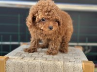 Boy ve kg ram garantili tea cup kore poodle