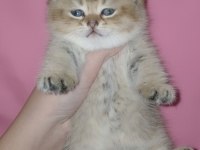 Golden panda british shorthair yavrum yeni yuvasını arıyor