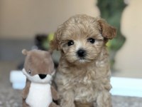 SAFKAN MALTİPOO YAVRULARI