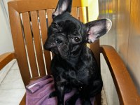 EGZOTİK BLUE TAŞIYICI FRENCH BULLDOG AKILLI ARAYANLARA