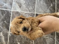 Orjinal Maltipoo Bebekler