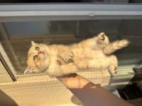 British Shorthair Yuva Arıyor