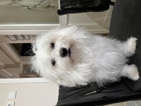 Maltese 0 grup