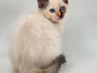 Yavru Ragdoll Kedileri