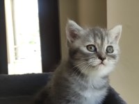 Yavru cins kedimiz uygun puanlı