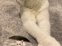 Beyaz british shorthair prenses
