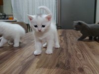 2 aylık british shorthair yavru