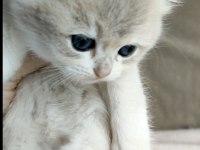 Safkan British Shorthair