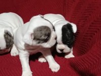 FRANSIZ BULLDOG YAVRULAR İZMİR