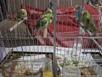 Jumbo Erkek Muhabbet Kuşu