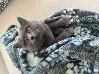 British shorthair kedimiz mochi