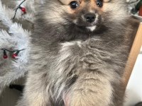 Orjinal Pomeranian yavruları