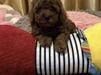 Toy Poodle Cinsi Köpekler
